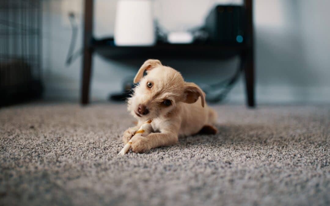 carpet cleaning for pet stains and pet odors