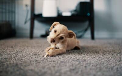 Revive Your Carpets With Professional Carpet Cleaning