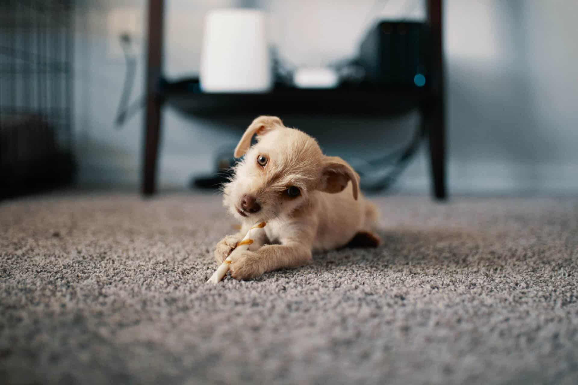 carpet cleaning for pet stains and pet odors