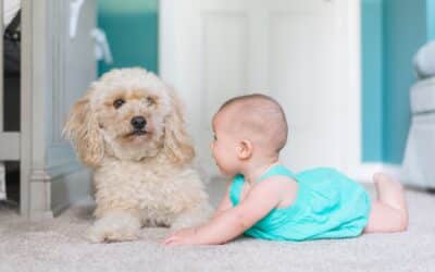 Why Regular Professional Carpet Cleaning is Essential for Homes