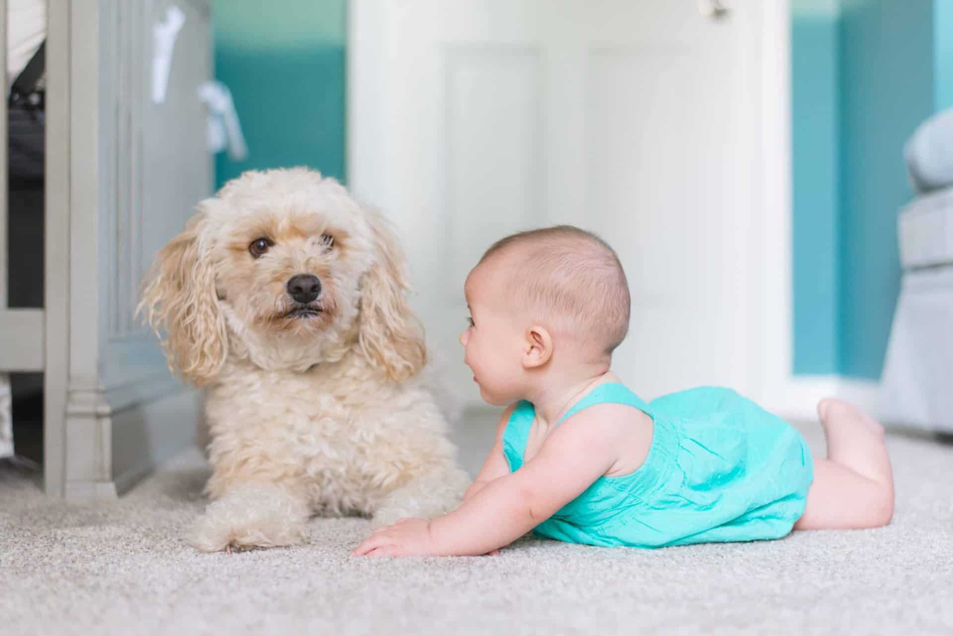 carpet cleaning service