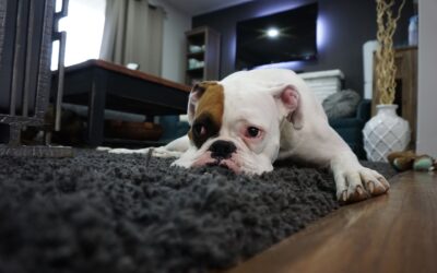 The Surprising Benefits of Professional Carpet Cleaning You Never Knew