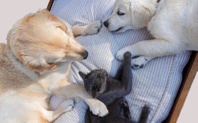 The Ultimate Guide to Keeping Your Home Flawlessly Clean for Your Furry Friends!