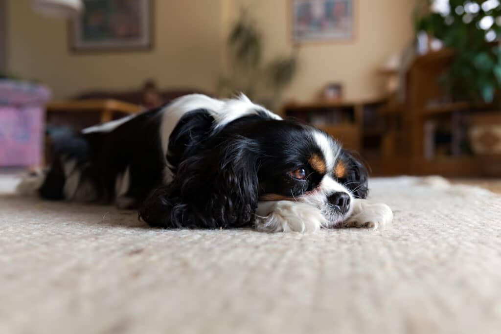 10 Carpet Stains Only a Pro Can Tackle