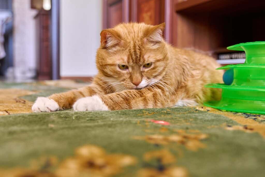 Pets and Carpets: The Professional Cleaning Solution for Pet Stains in Gulfport