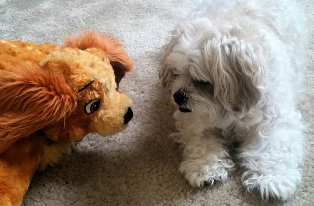 Pets and Carpets: The Professional Cleaning Solution for Pet Stains 