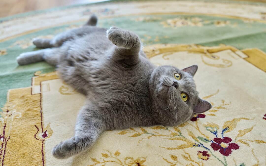 Carpet Odor Removal: Say Goodbye to Unpleasant Smells in Gulfport