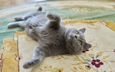 Carpet Odor Removal: Say Goodbye to Unpleasant Smells in Gulfport