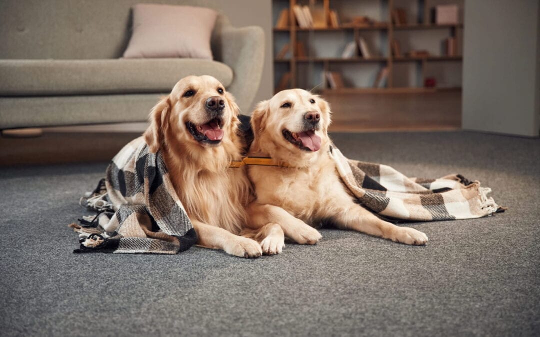 How Professional Carpet Cleaning Can Remove Pet Odors and Stains