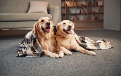 How Professional Carpet Cleaning Can Remove Pet Odors and Stains